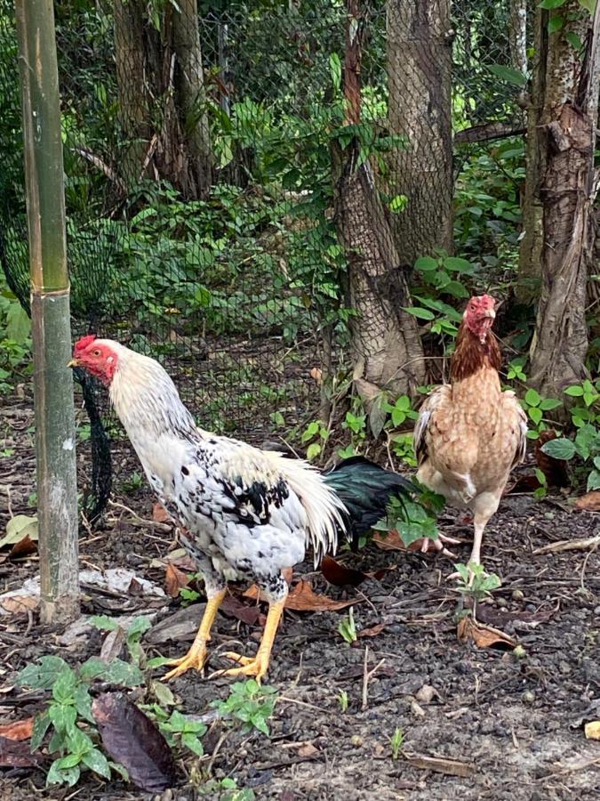 Kebun Lisdtari Farmstay Air Hangat Εξωτερικό φωτογραφία